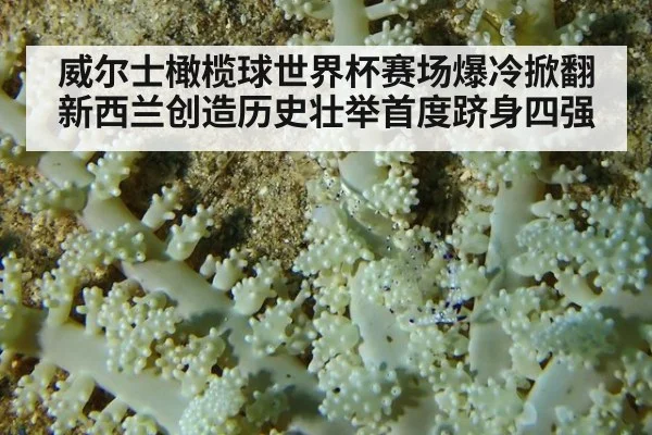 威尔士橄榄球世界杯赛场爆冷掀翻新西兰创造历史壮举首度跻身四强